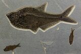 Natural Fossil Fish Mural From Bottom Cap Layer - Wyoming #342452-1
